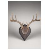 Mounted Deer Antlers on Wood Plaque