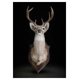 Mounted Deer Head Taxidermy