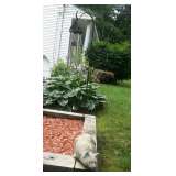 Wind Chimes & Cat
