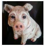 Cute Pig