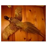Mounted ring-necked pheasant