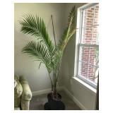 Tropical Plant