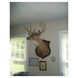 Deer Head