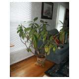 Large Plant