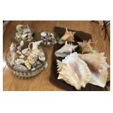 Sea Shells