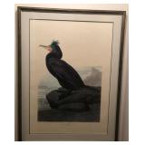 Audobon Double-crested Cormorant