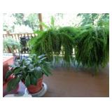 Large Plants