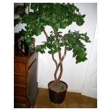 Silk plant