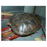 Turtle Shell