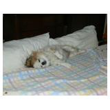 Bandit Is So Tired Helping Us Stage The Sale, Ha Ha!