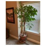 Live tree in pot