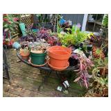Many pots and potted plants