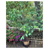 Potted impatience, living ficus tree