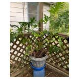 Large potted plant