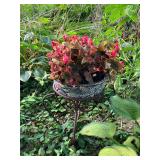 Large potted begonias