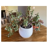 Large jade plant in white pot