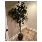 Lighted ficus tree