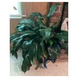 Peace lily