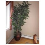 Accent Plants Accent Plants