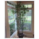 Plants TO Choose From 