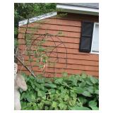 Garden Trellises  