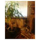 potted tree