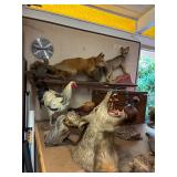Taxidermy