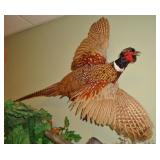 Pheasant mount