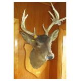 Deer head mount