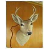 Deer head mount