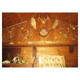 A large assortment of antler mounts
