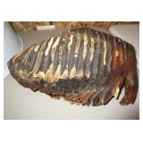Mammoth tooth