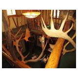 Many antler mounts, deer, elk, moose, ram