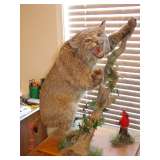 Bobcat Shot in 1898 in Maine