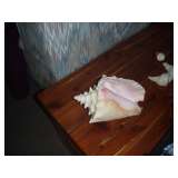 Conch Shell