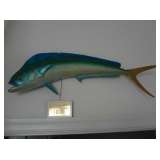Dolphin!!!