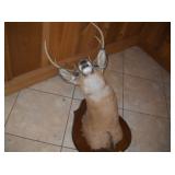 bambi
