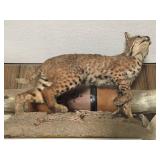 Available for pre-sale (714) 499-4199