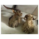 Available for pre-sale (714)499-4199