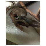 Available for pre-sale (714)4994199