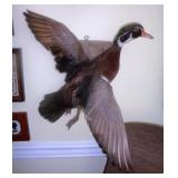 Taxidermy Male Wood Duck