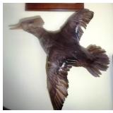 Taxidermy Female Hooded Merganser 