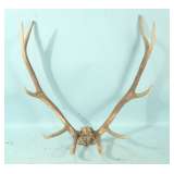 antlers 