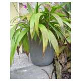 Lawn Urns