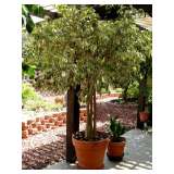 We have 10 of these large potted Fica Trees!