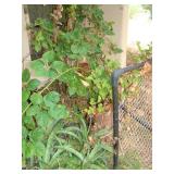 Black Berry Bush