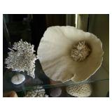 Coral 