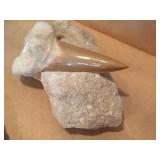Fossilized Tooth