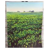 Joseph Sim Signed Lithograph Print "Last Year For Beans" (Green Variation)