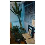 Indoor Plants